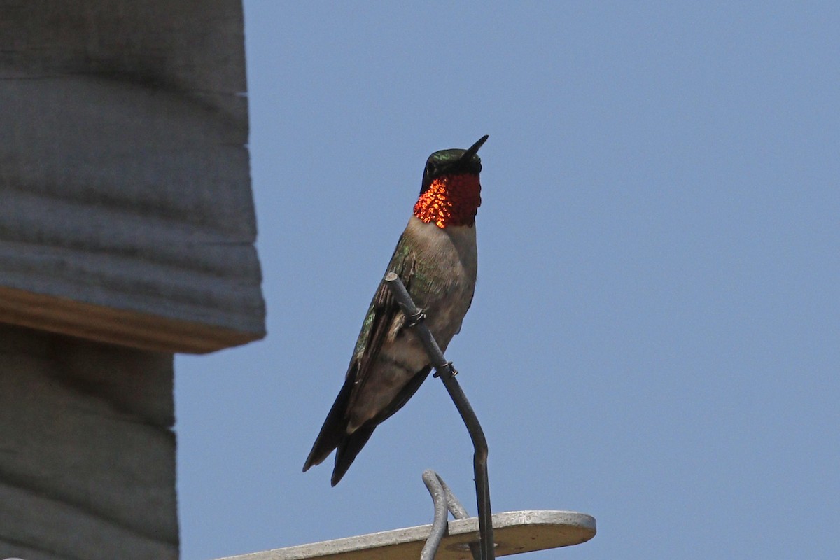 Ruby-throated Hummingbird - ML55754721