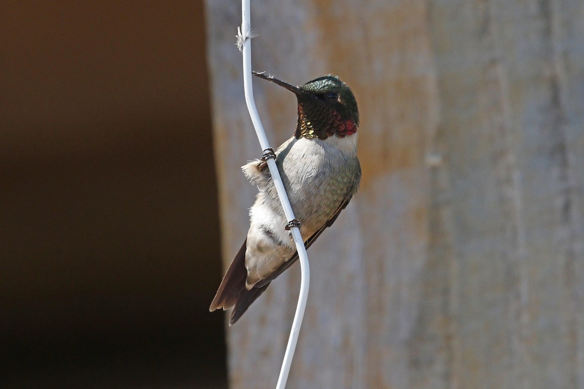 Ruby-throated Hummingbird - ML55754731