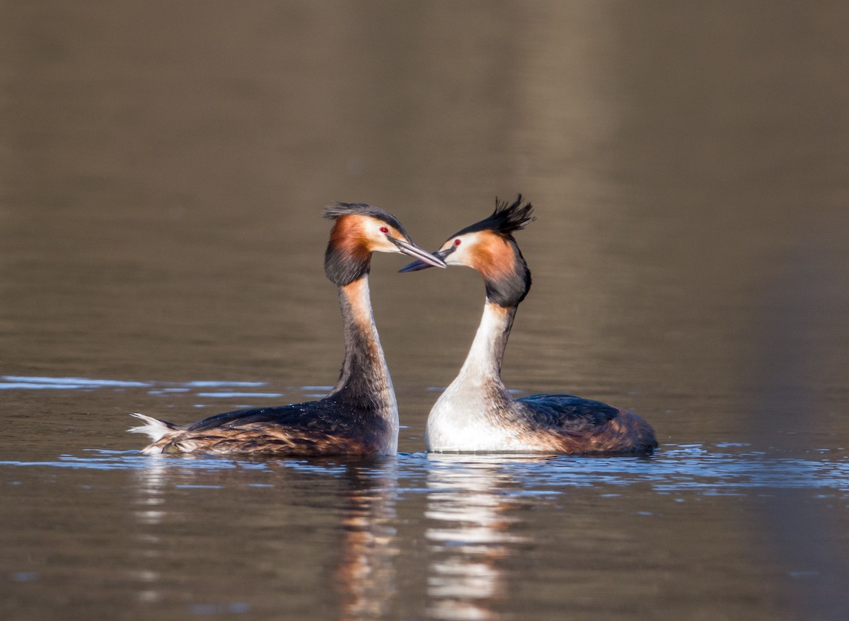 Great Crested Grebe - ML557548661