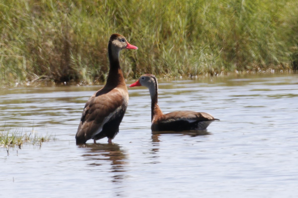 Black-bellied Whistling-Duck - Donna Pomeroy