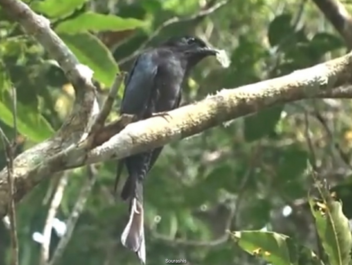Square-tailed Drongo-Cuckoo - ML557555951