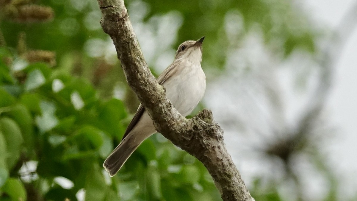 Spotted Flycatcher (Spotted) - ML557558481