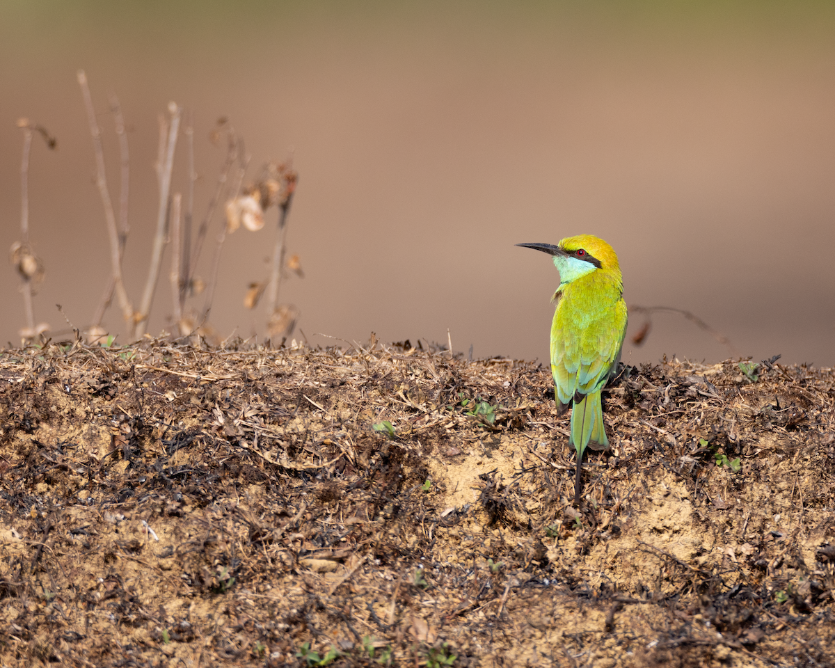 Asian Green Bee-eater - Varun Sharma