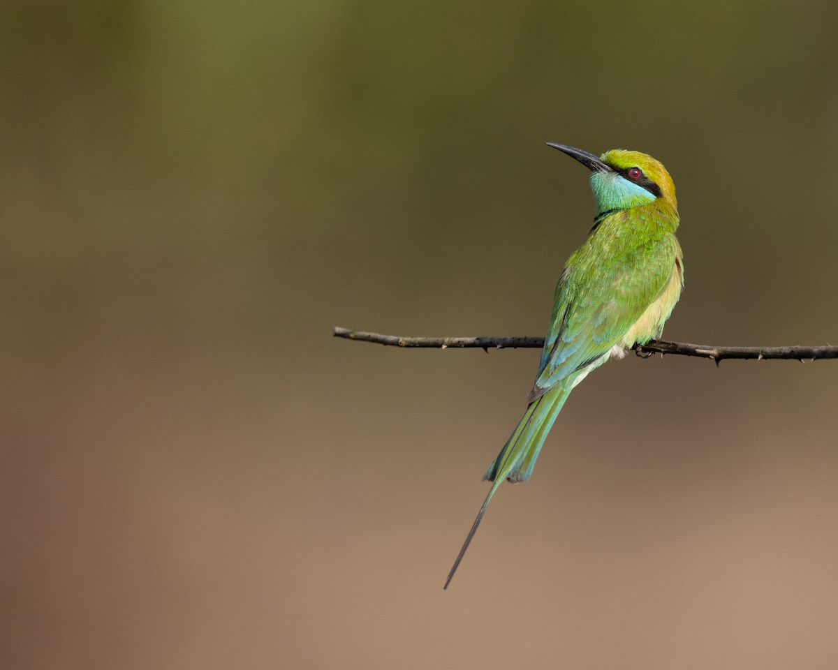 Asian Green Bee-eater - ML557566541