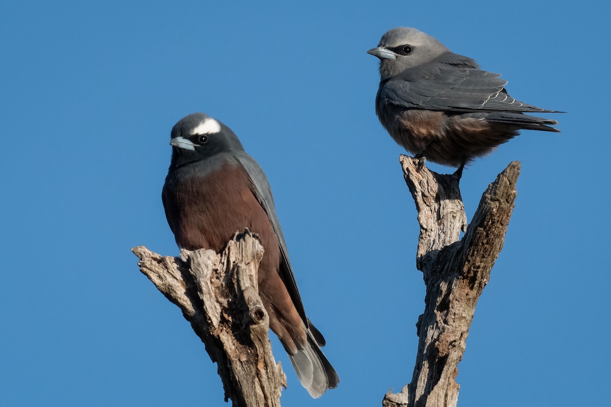 White-browed Woodswallow - ML557571101