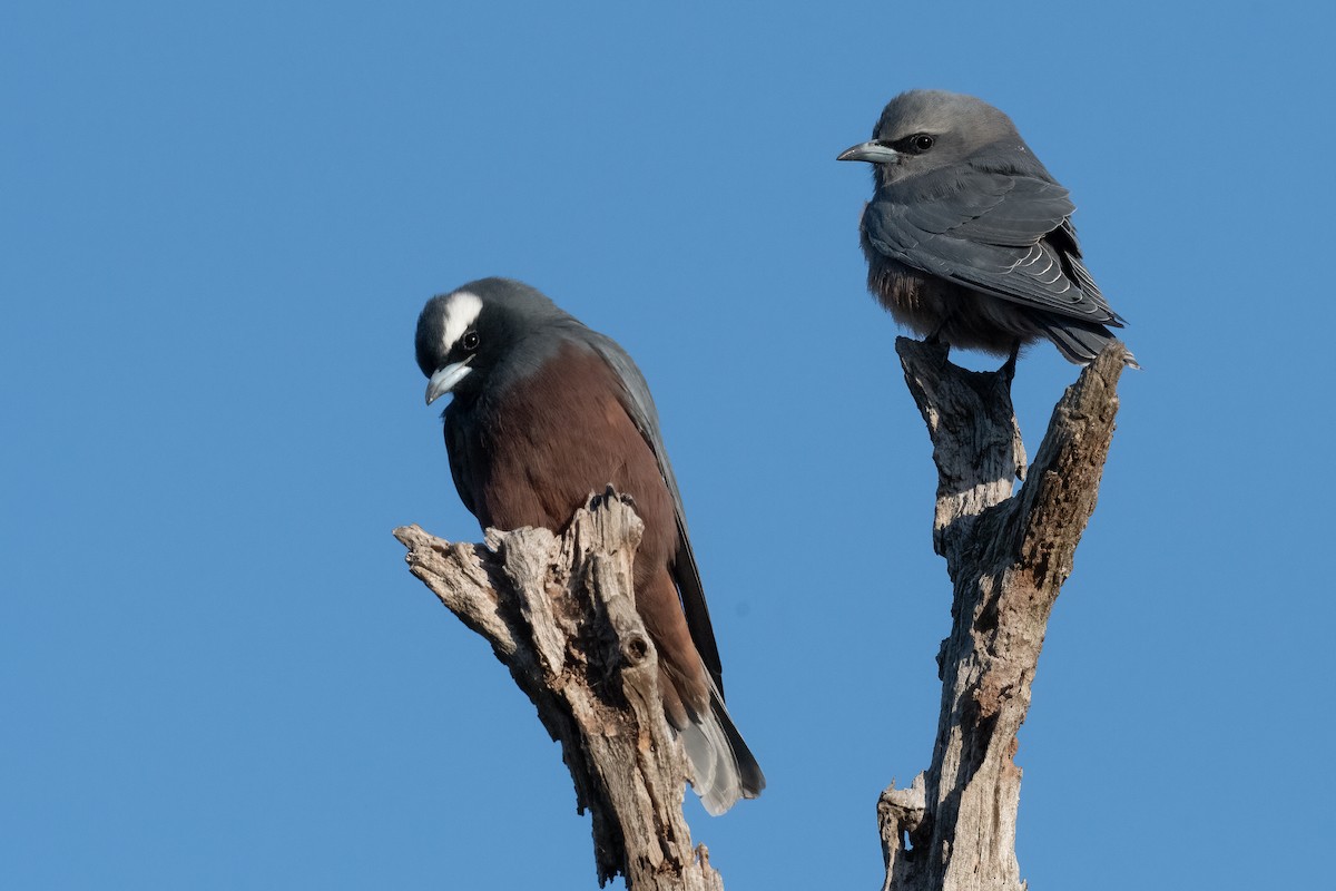 White-browed Woodswallow - Terence Alexander