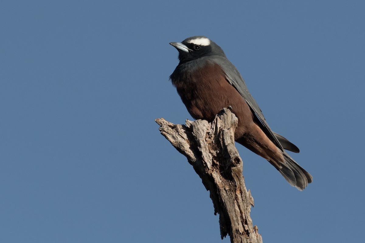 White-browed Woodswallow - ML557571281