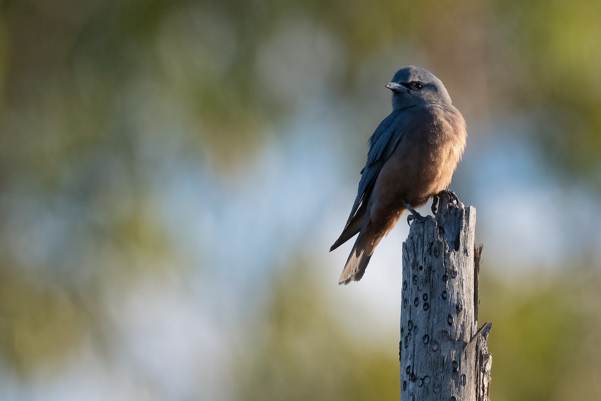 White-browed Woodswallow - ML557571351