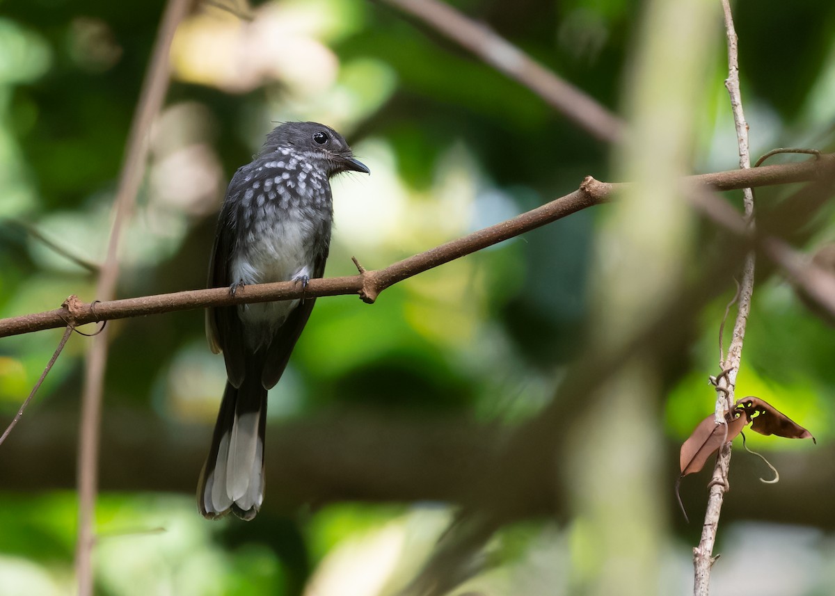 Spotted Fantail - ML557571391