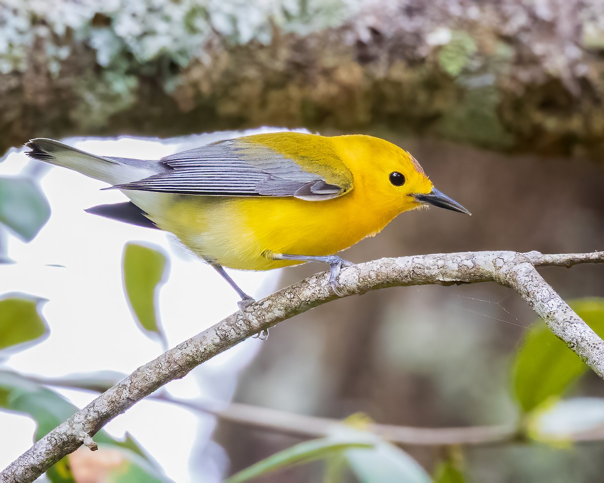 Prothonotary Warbler - Todd Fibus