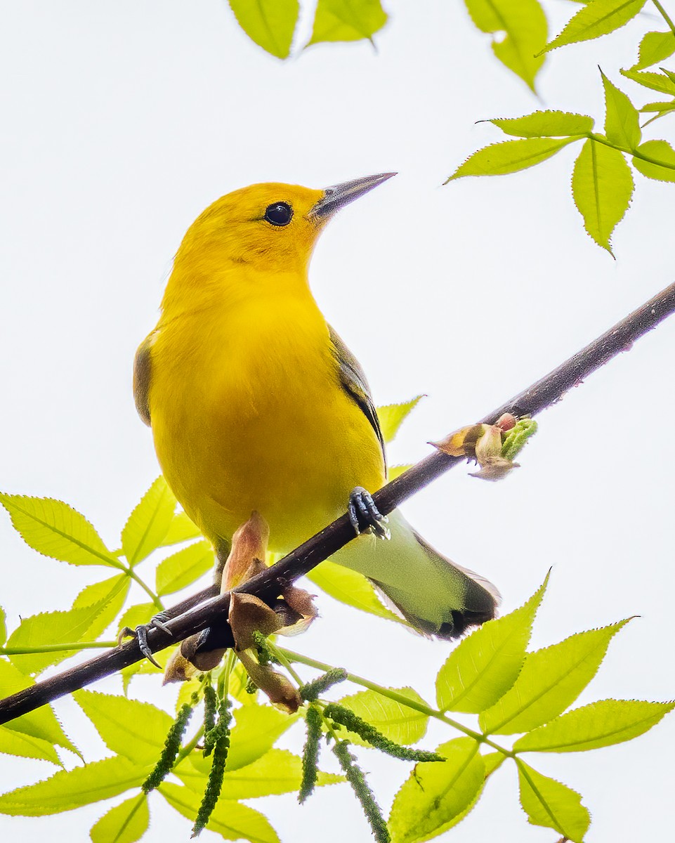Prothonotary Warbler - ML557574931