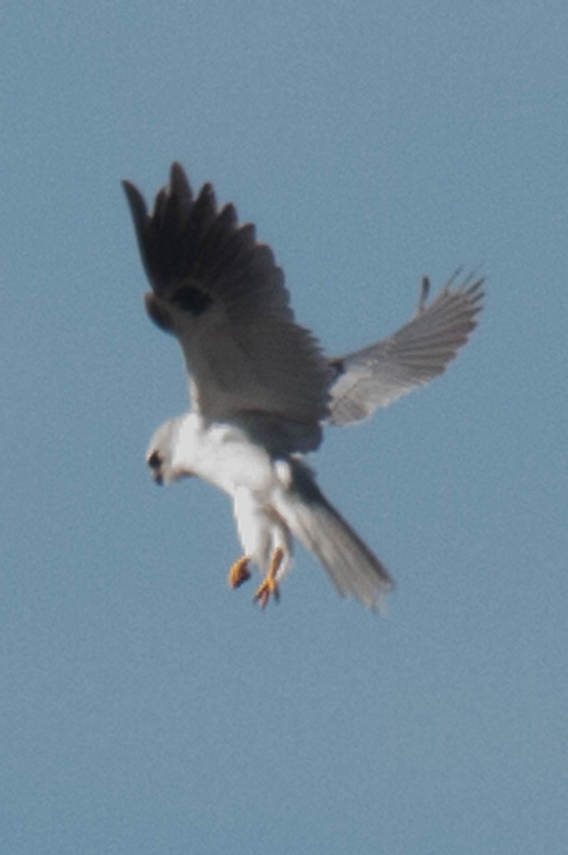 White-tailed Kite - ML55757811