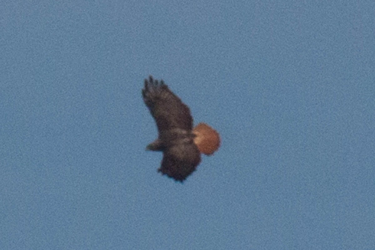 Red-tailed Hawk - ML55757921