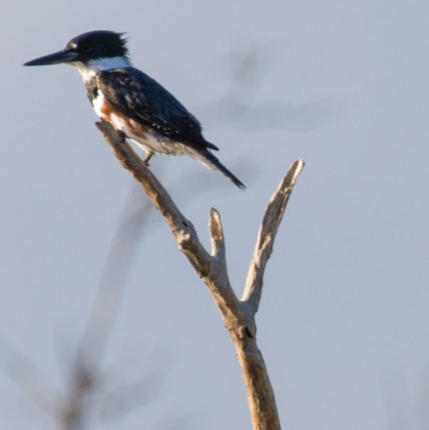 Belted Kingfisher - ML557582301