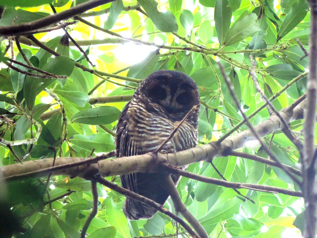 Rufous-legged Owl - Christian  Araos