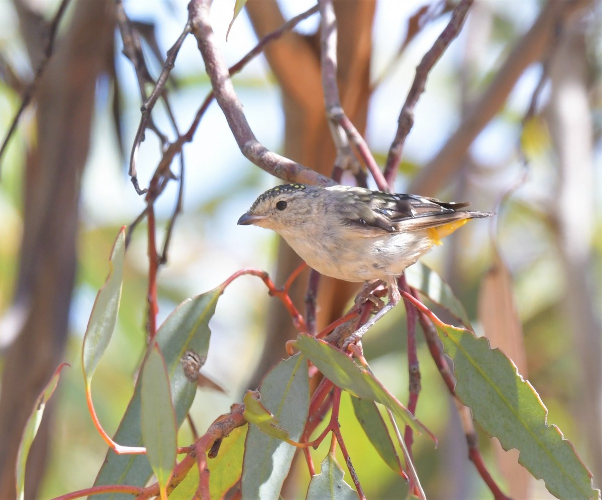 Spotted Pardalote - ML557584951