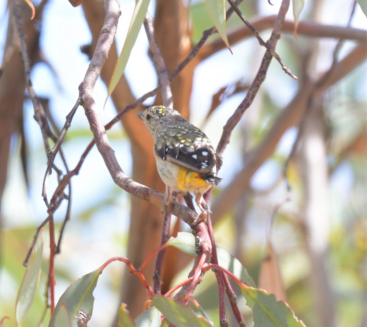 Spotted Pardalote - ML557585111