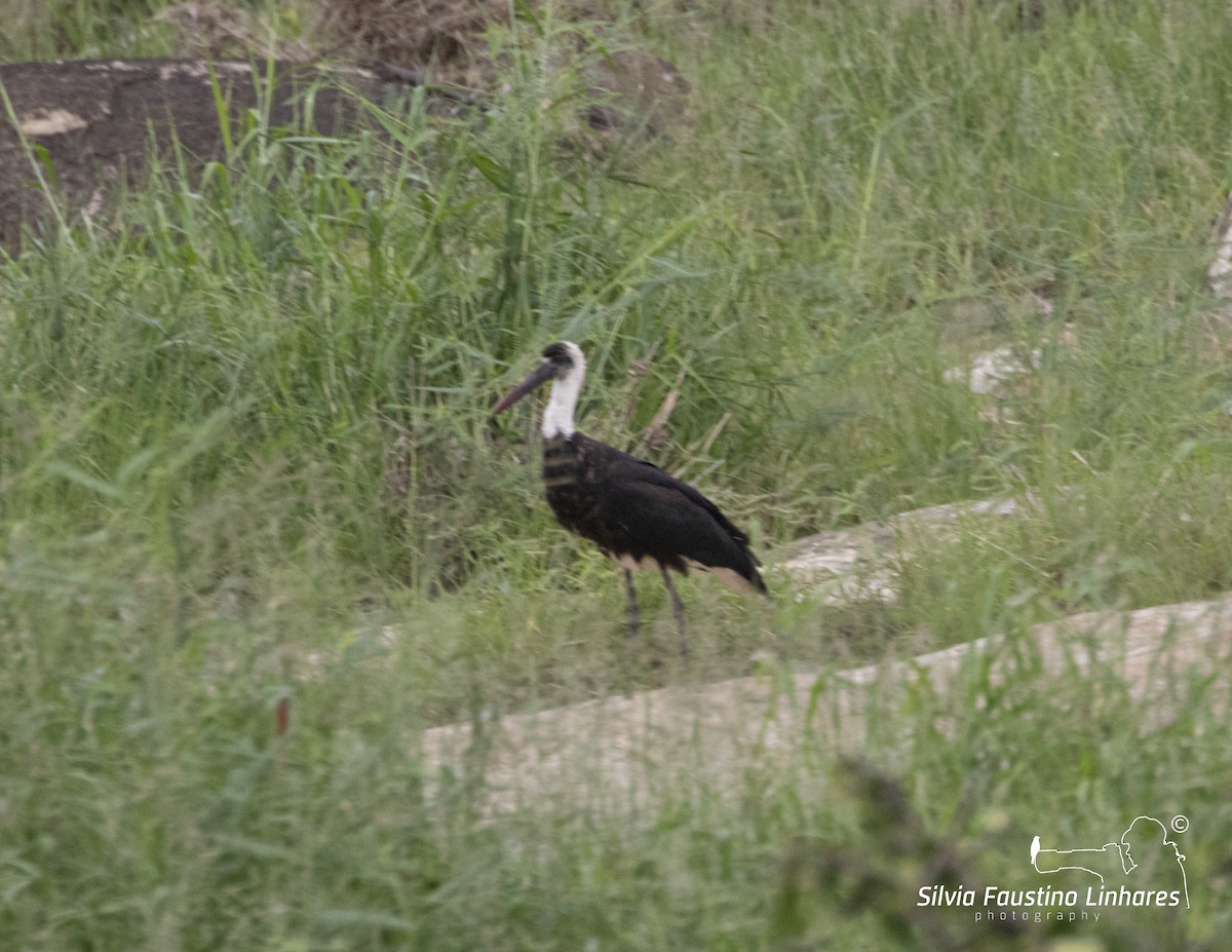 African Woolly-necked Stork - ML557588971