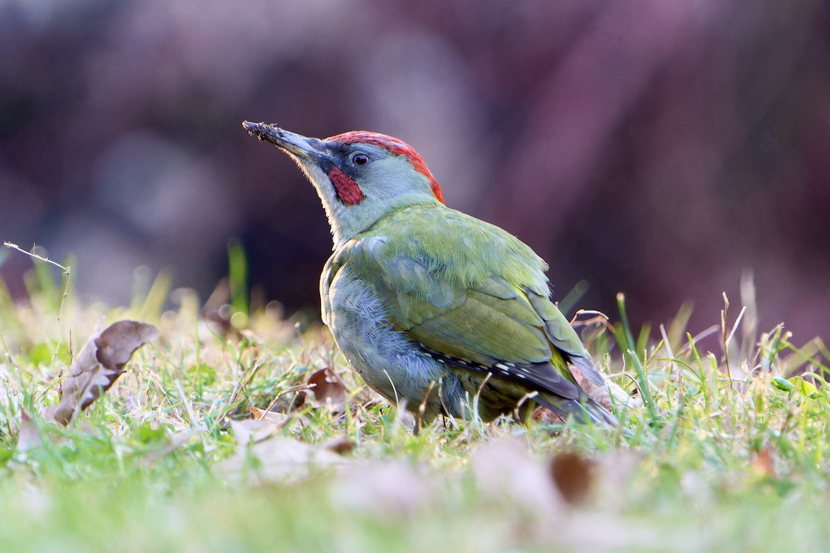 Iberian Green Woodpecker - ML557594541