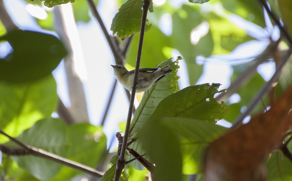 Bay-breasted Warbler - ML55760151