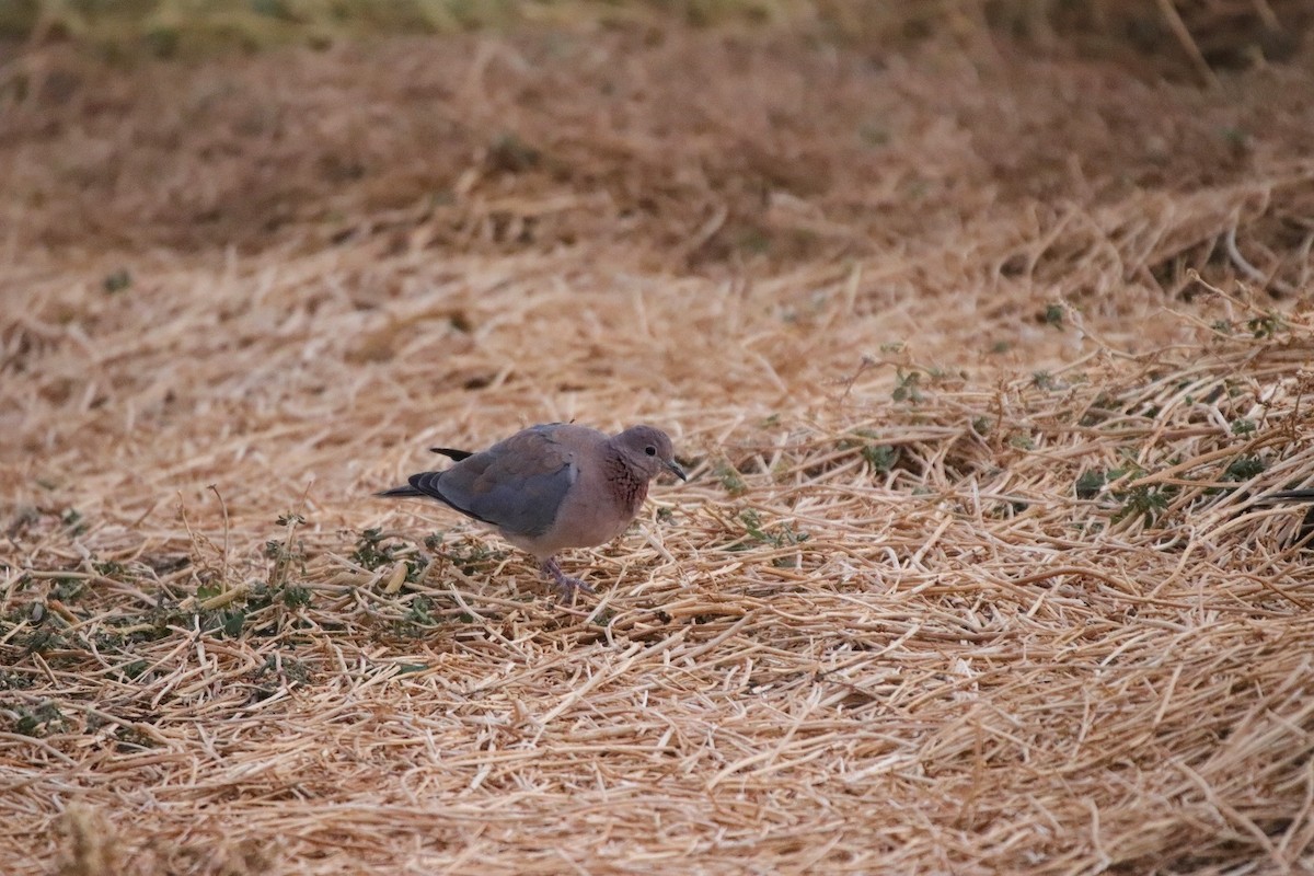 Laughing Dove - ML557602791