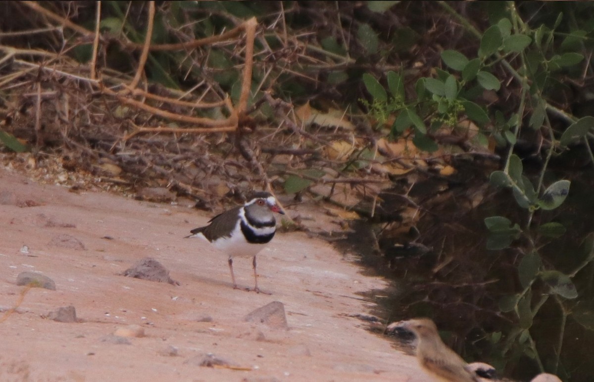 Three-banded Plover - ML557602881