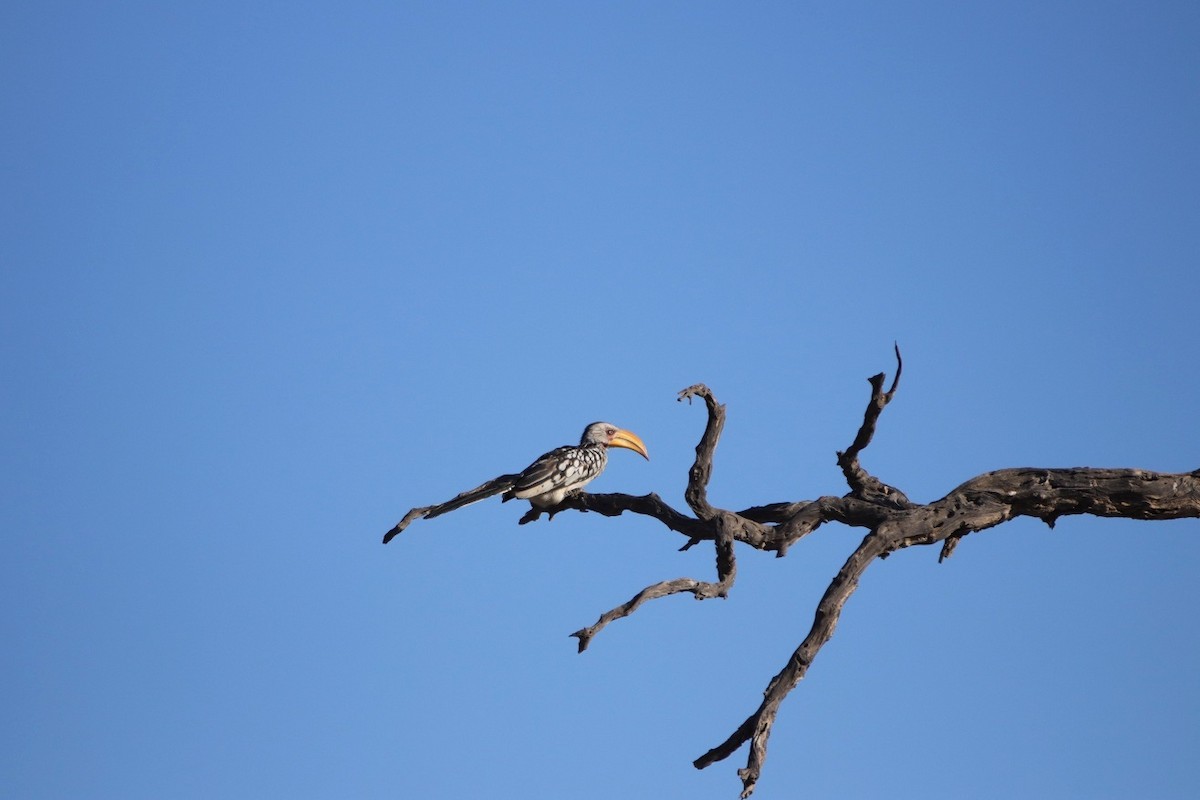 Southern Yellow-billed Hornbill - pedro maia