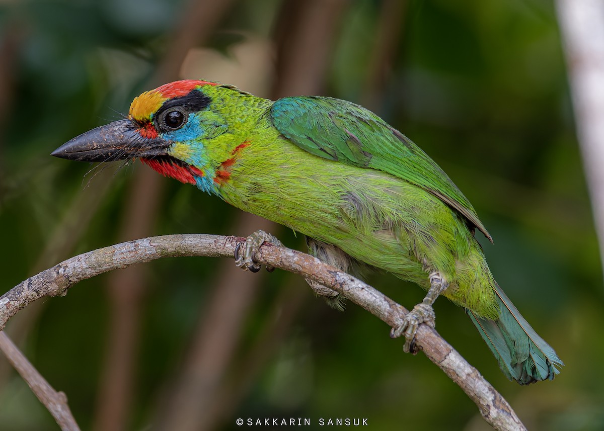 Red-throated Barbet - ML557608721
