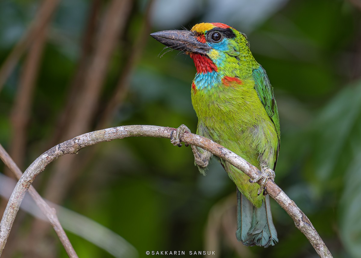 Red-throated Barbet - ML557608731