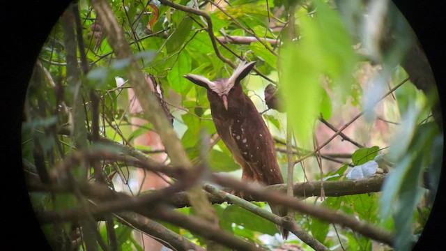 Crested Owl - ML557608741