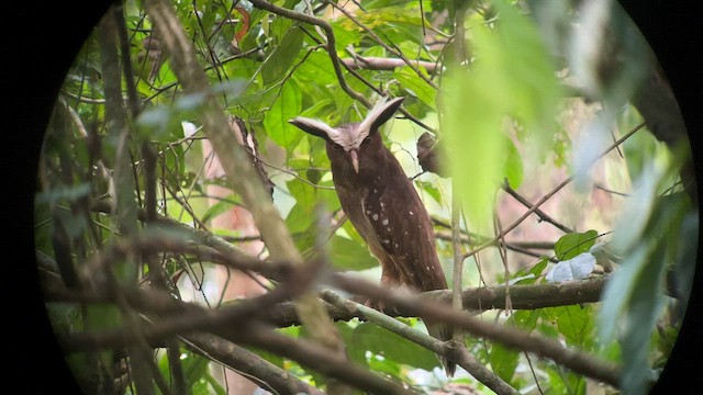 Crested Owl - ML557608891