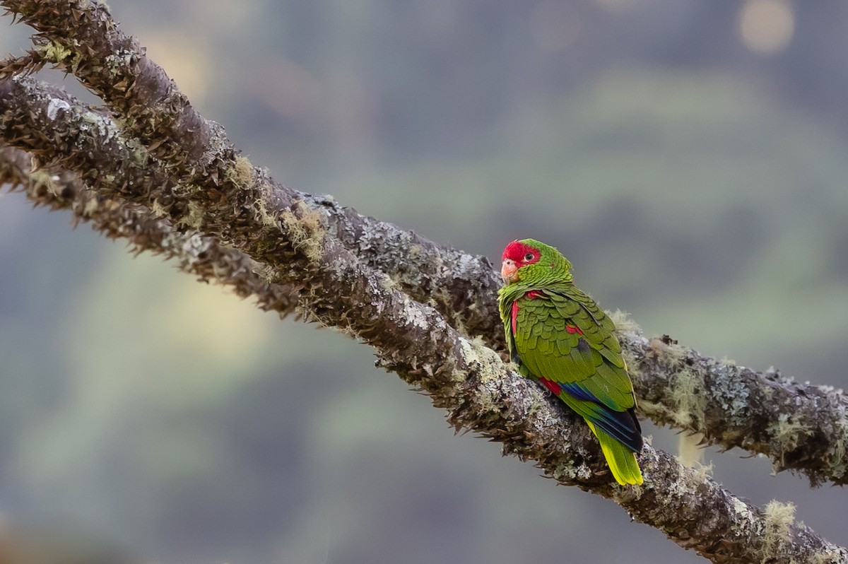 Red-spectacled Parrot - Fernando Farias