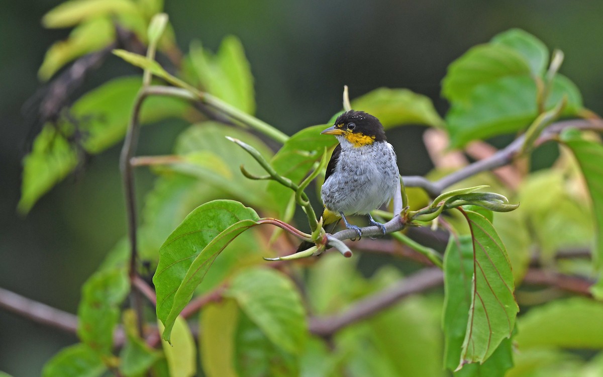Yellow-backed Tanager - ML557609861