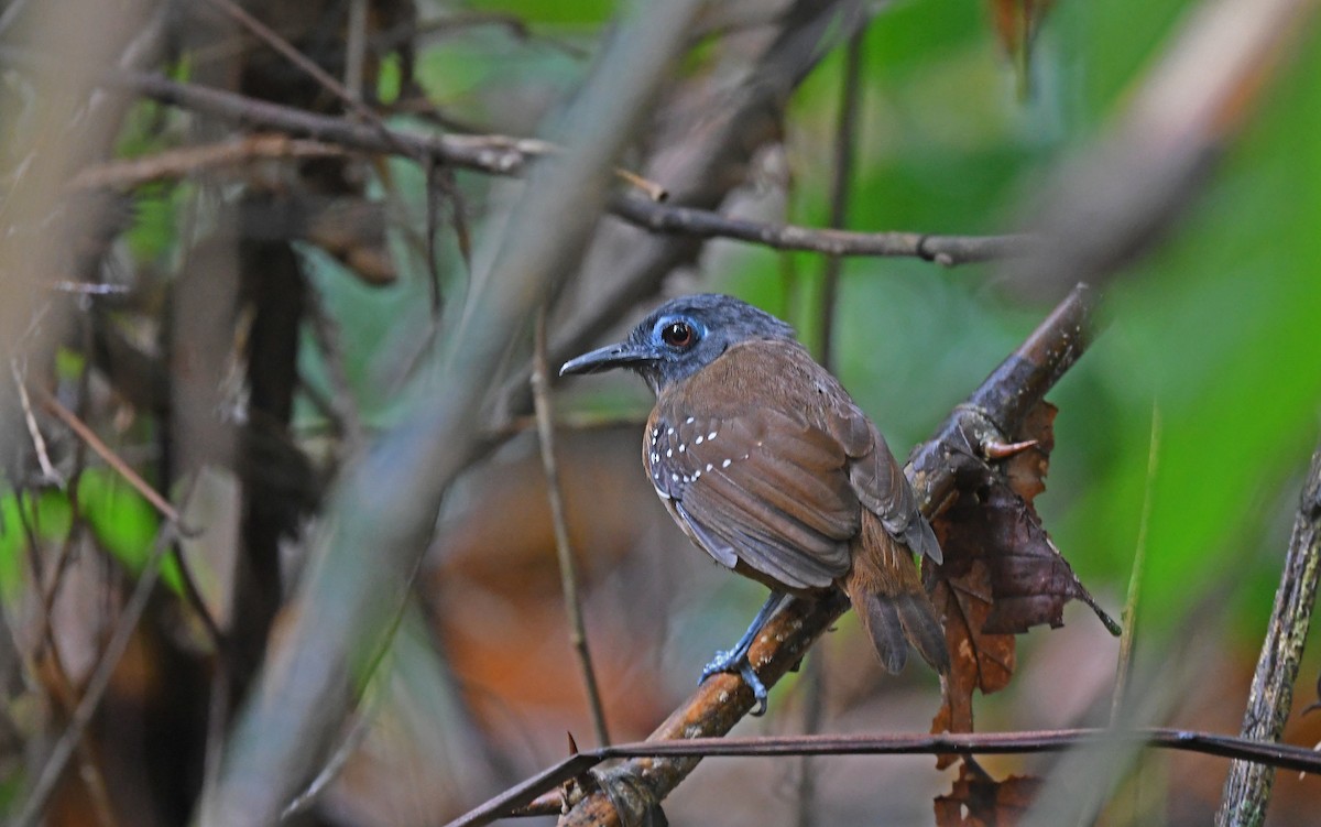 Chestnut-backed Antbird (Short-tailed) - ML557610531
