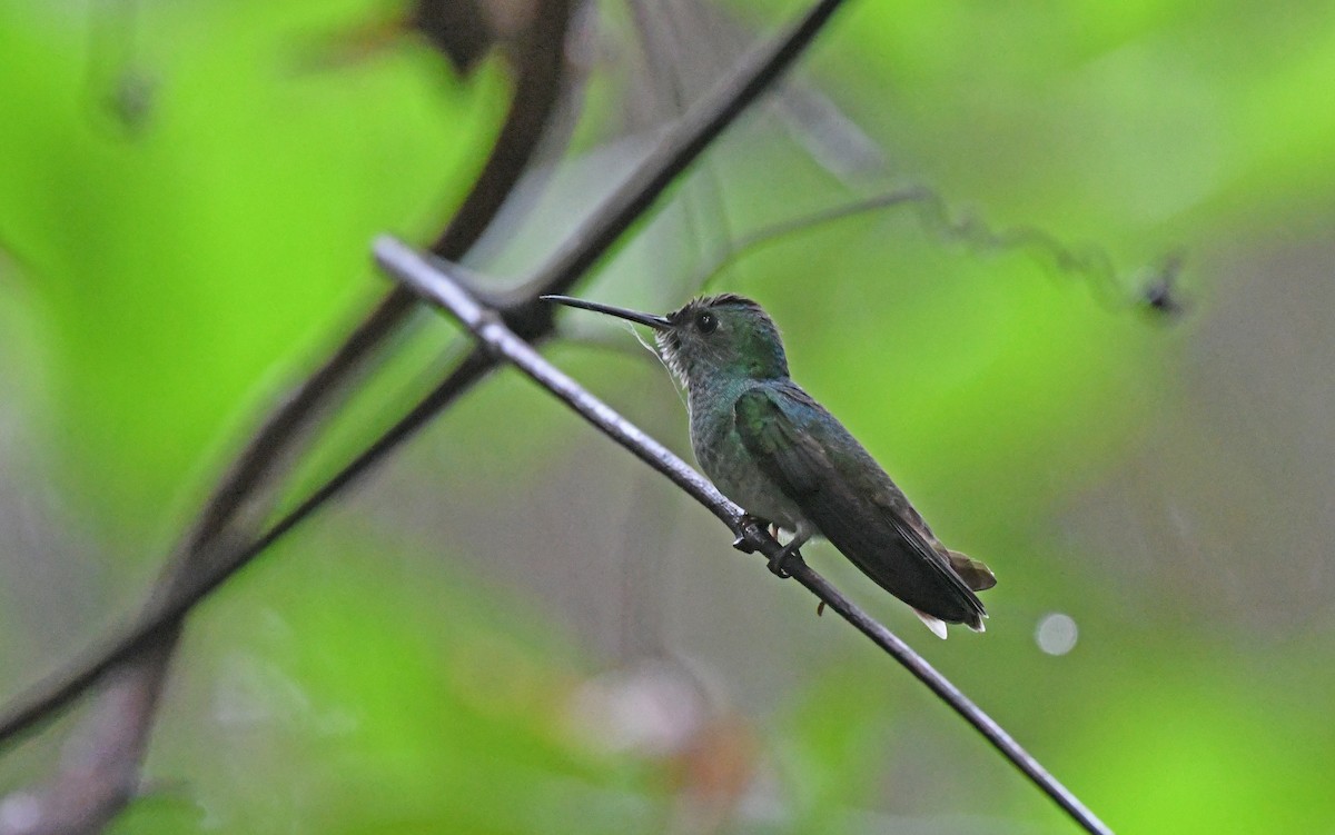 Blue-chested Hummingbird - ML557610701