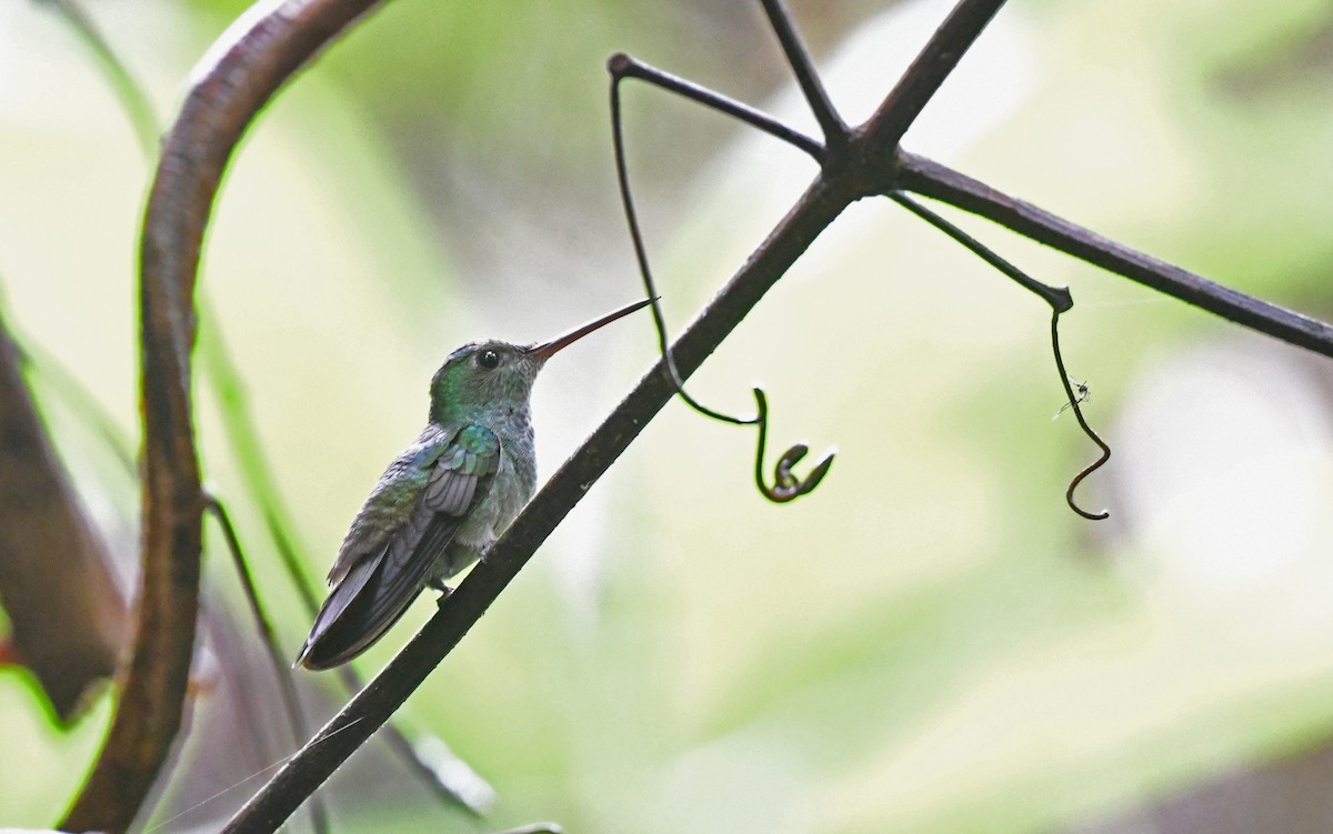 Blue-chested Hummingbird - ML557610711