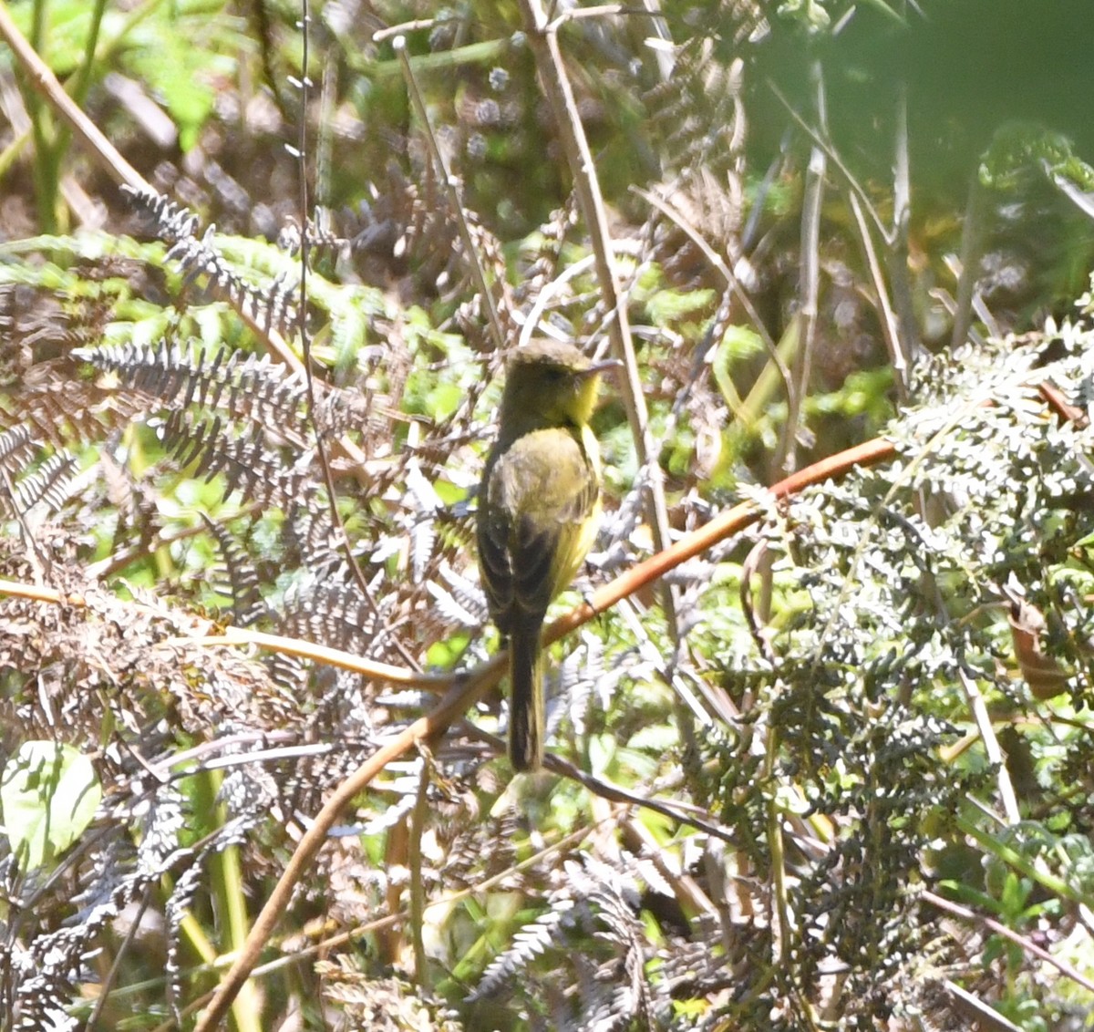 African Yellow-Warbler - ML557613251