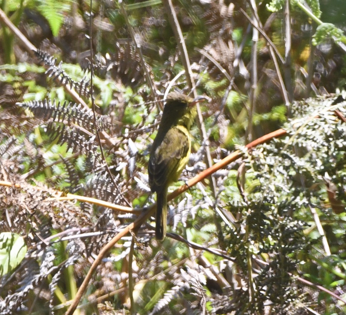 African Yellow-Warbler - ML557613481