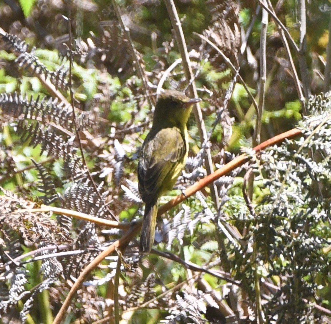 African Yellow-Warbler - ML557613581