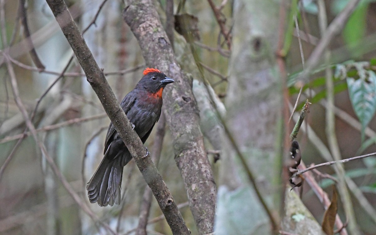 Sooty Ant-Tanager - ML557613991