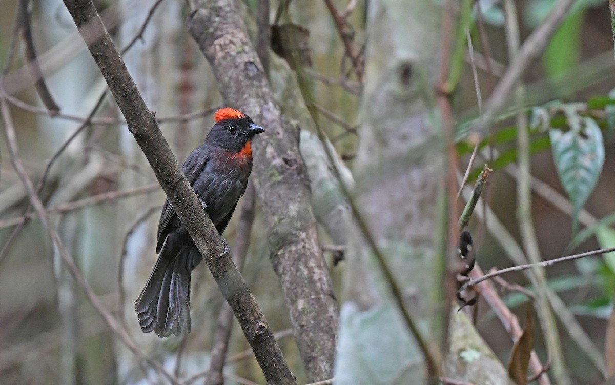 Sooty Ant-Tanager - ML557614011