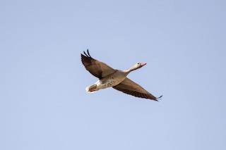 Graylag Goose (Siberian), ML557614831