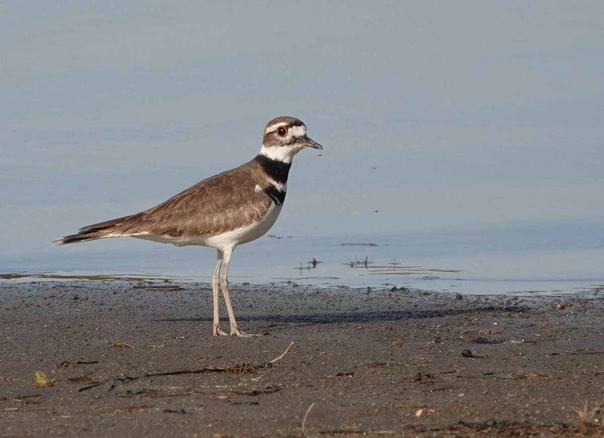 eBird Checklist - 14 Apr 2023 - Spruce Run Reservior - Boat Launch - 30 ...