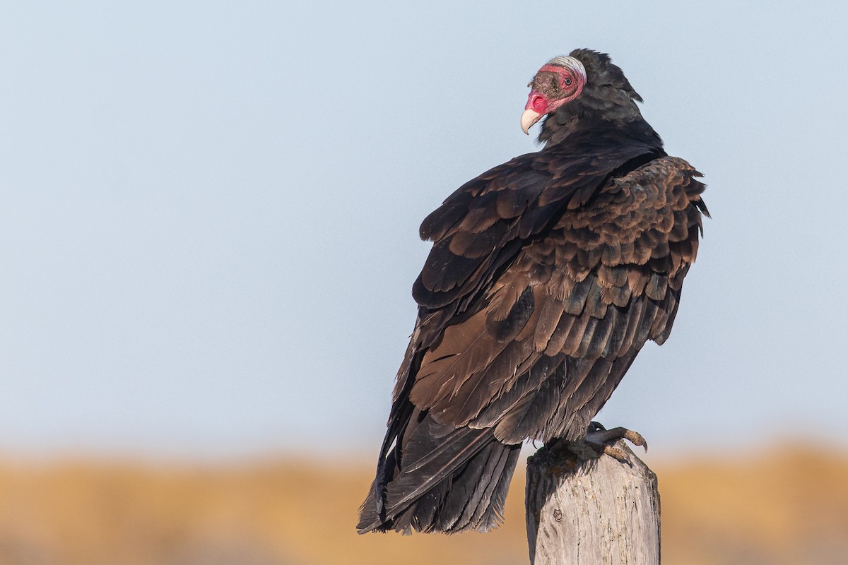 Turkey Vulture (Tropical) - Sebastián Saiter Villagrán