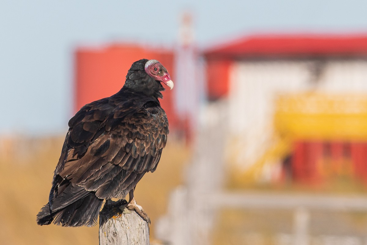 Turkey Vulture (Tropical) - ML557616081