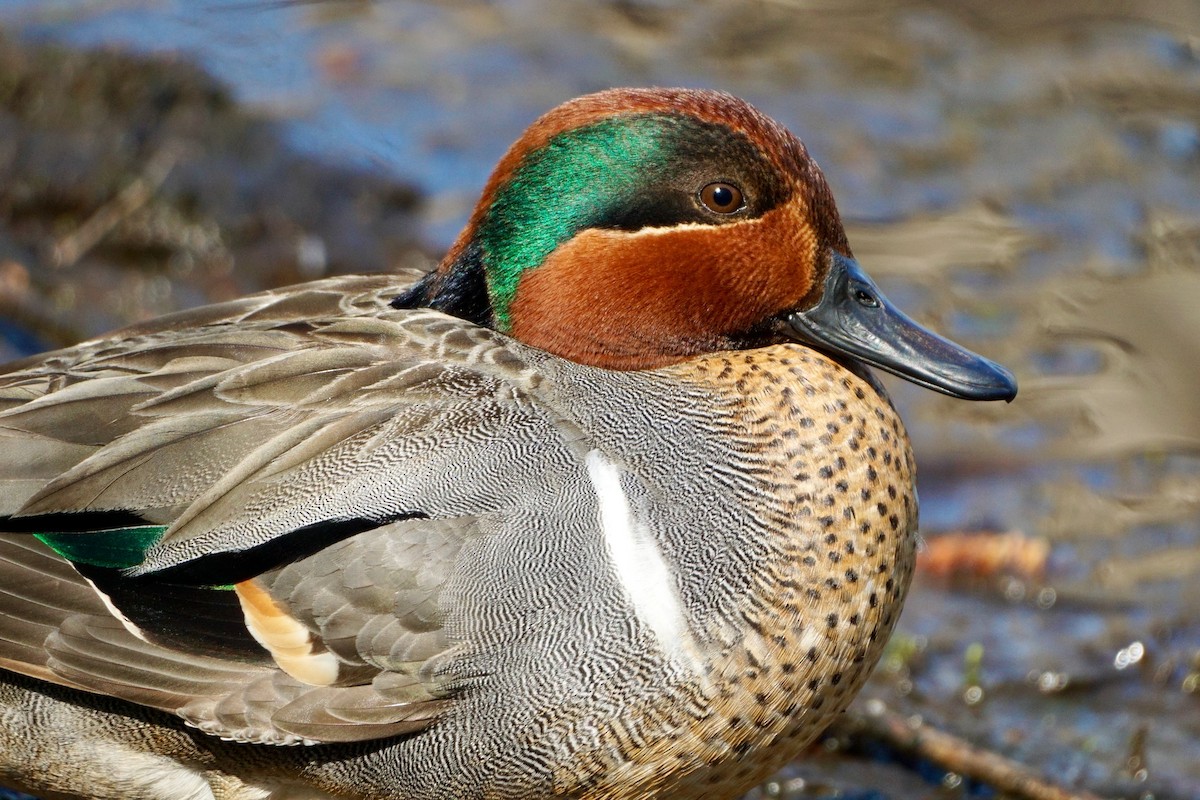 Green-winged Teal - ML557616531
