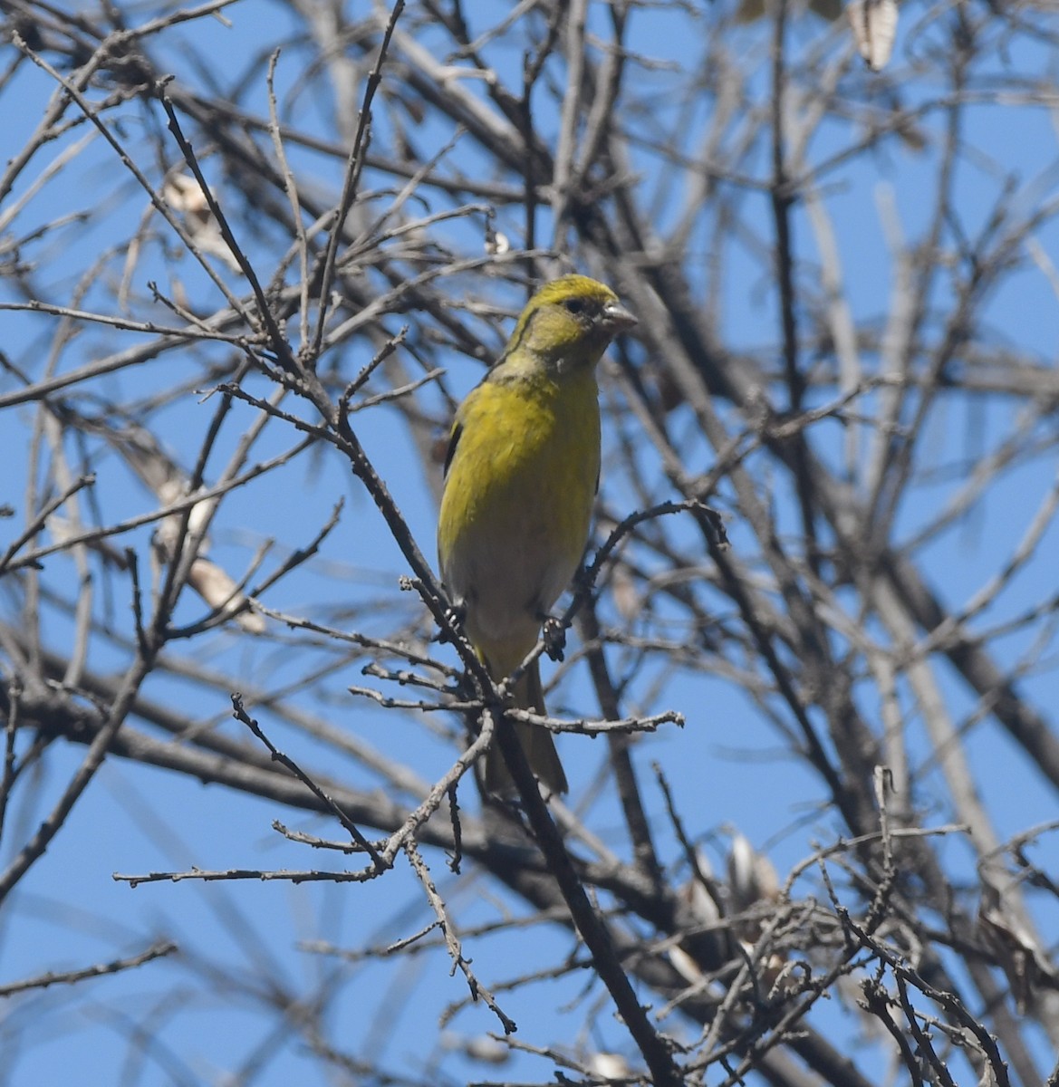 Yellow-crowned Canary - ML557617411