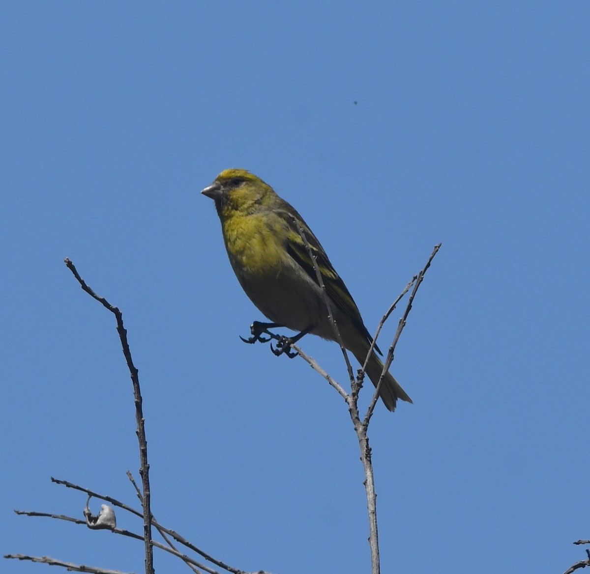Yellow-crowned Canary - ML557617511