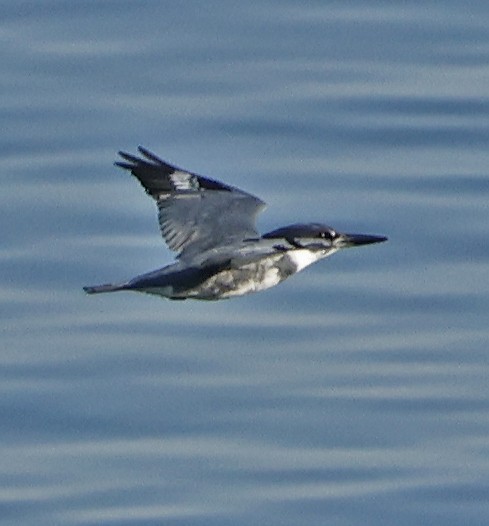 Belted Kingfisher - ML557619451