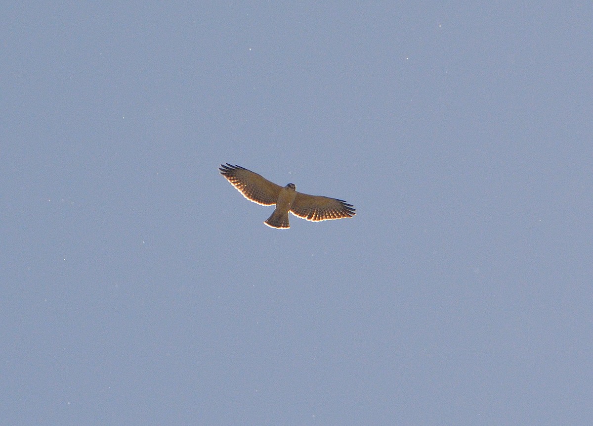 Short-tailed Hawk - Luis Fernandez